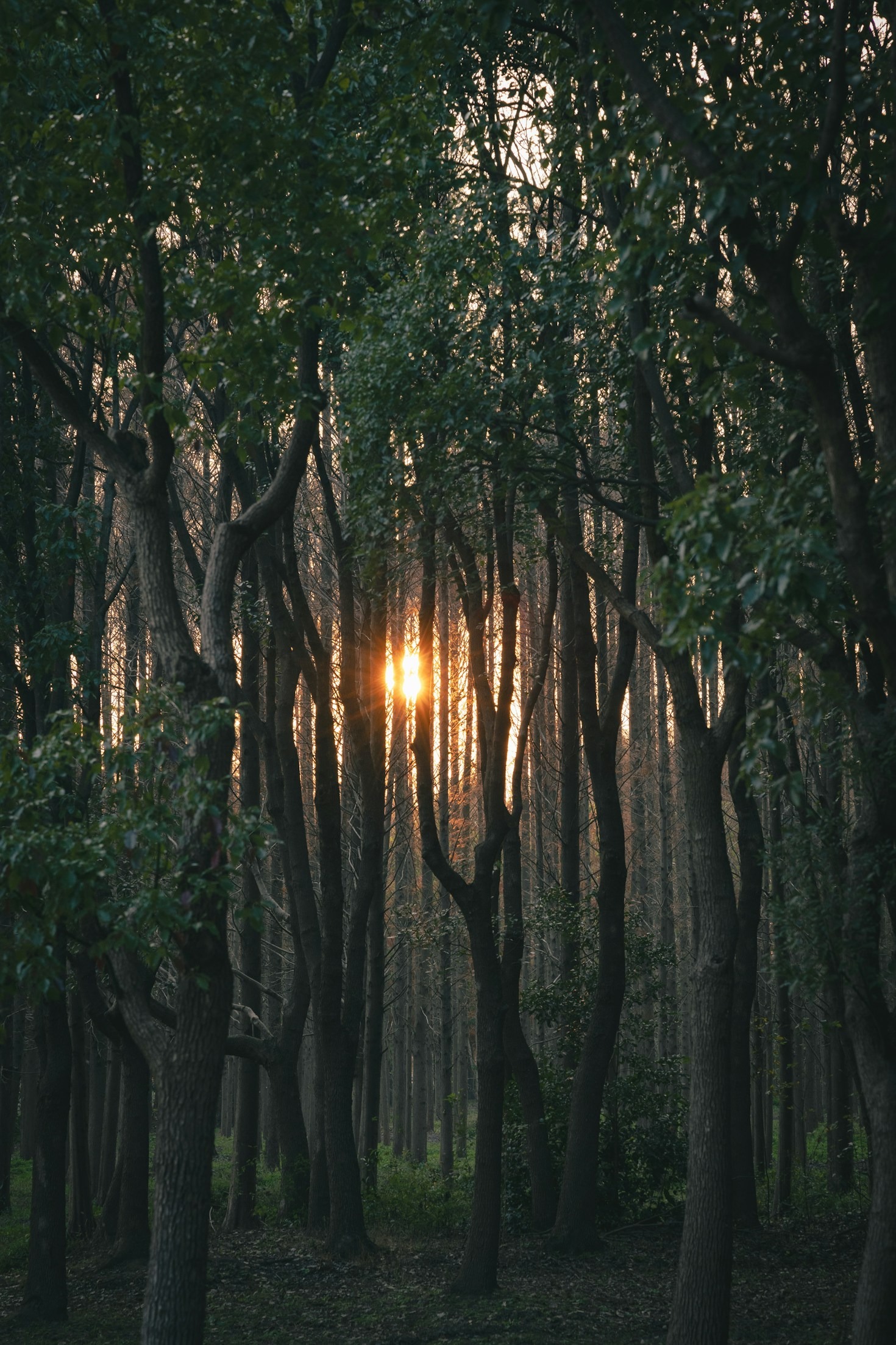 Nature’s Wisdom: A Guide to Holistic Growth