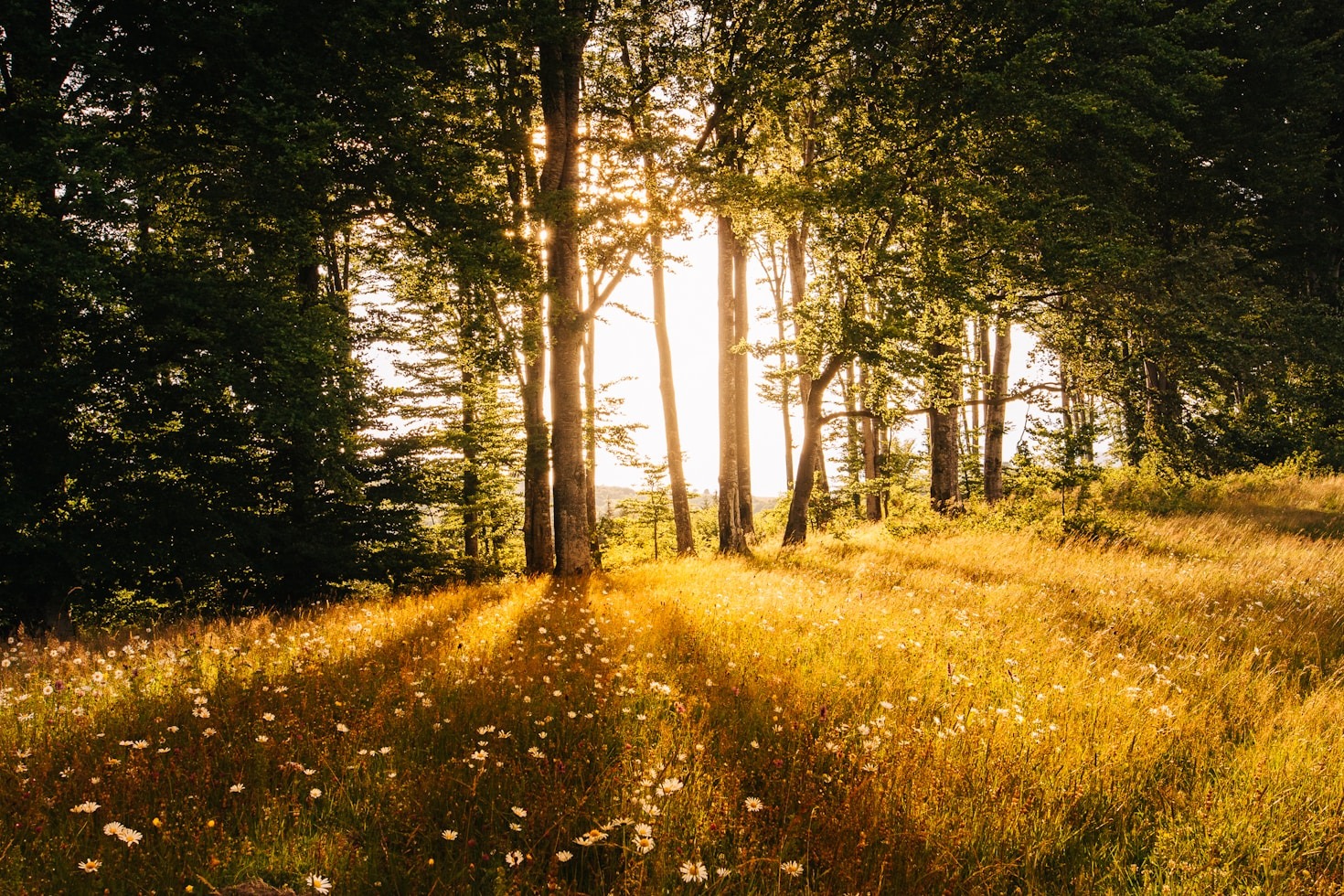 Unlocking Inner Power Through Shadow Integration